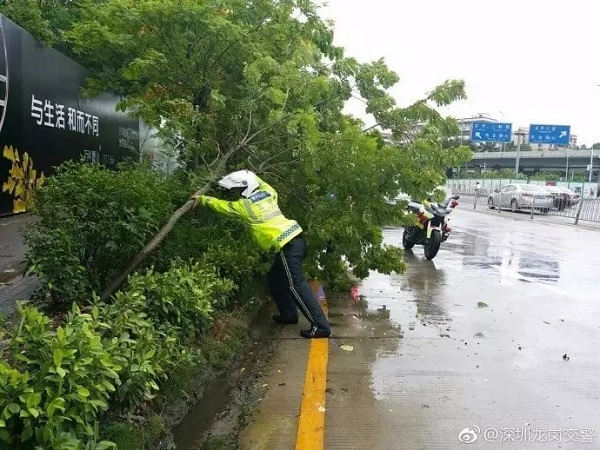 台风天鸽最新动态：守护家园，共筑平安防线